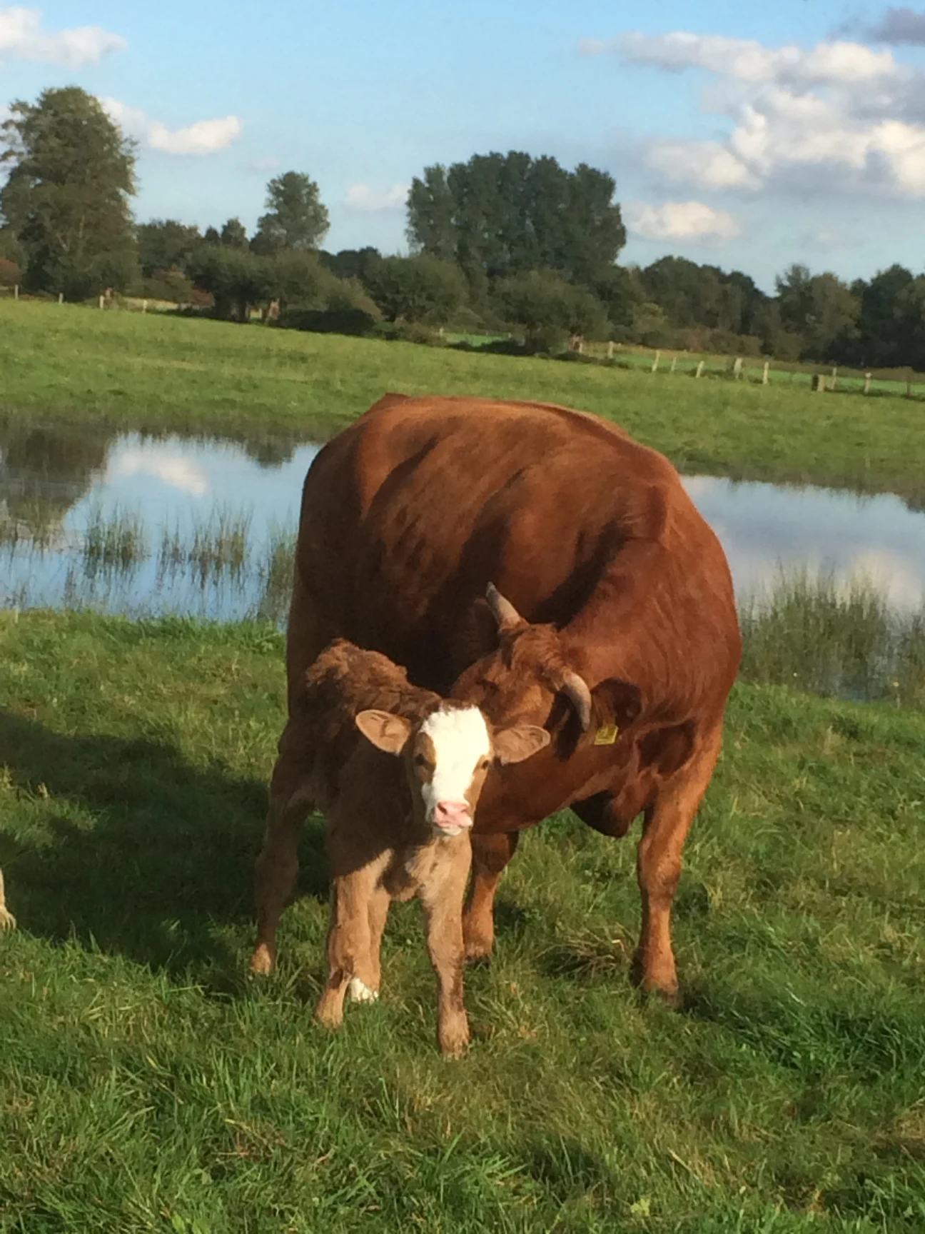 Kuh Loretta mit Kalb Lorbeer.webp